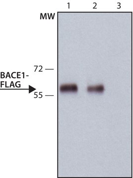 ANTI-FLAG&#174; antibody, Rat monoclonal clone 6F7, purified from hybridoma cell culture