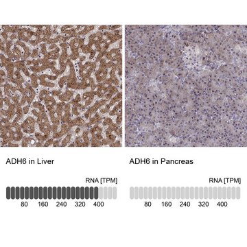 Anti-ADH6 Prestige Antibodies&#174; Powered by Atlas Antibodies, affinity isolated antibody