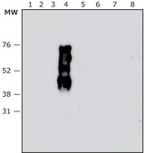 Anti-Pseudomonas aeruginosa LPS antibody, Mouse monoclonal clone PSL-52, purified from hybridoma cell culture