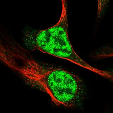 Anti-RAD54L antibody produced in rabbit Prestige Antibodies&#174; Powered by Atlas Antibodies, affinity isolated antibody, buffered aqueous glycerol solution