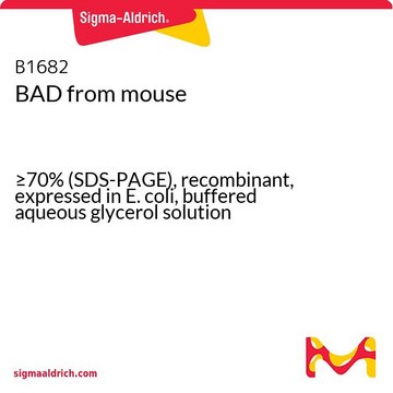 BAD from mouse &#8805;70% (SDS-PAGE), recombinant, expressed in E. coli, buffered aqueous glycerol solution