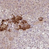 Anti-NGB antibody produced in rabbit Prestige Antibodies® Powered by Atlas Antibodies, affinity isolated antibody, buffered aqueous glycerol solution
