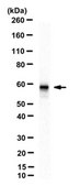 Anti-NRF-1 Antibody, clone R157.1.3H3 clone R157.1.3H3, from mouse