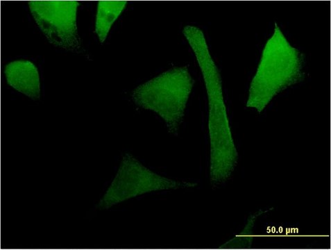 Monoclonal Anti-RAC2 antibody produced in mouse clone 3B8, purified immunoglobulin, buffered aqueous solution