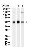 Anti-PIK3R3 Antibody, clone 1F2 ZooMAb® Rabbit Monoclonal recombinant, expressed in HEK 293 cells