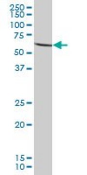 Anti-PGM5 antibody produced in mouse IgG fraction of antiserum, buffered aqueous solution