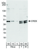 兔抗 CREB 抗体，亲和纯化 Powered by Bethyl Laboratories, Inc.