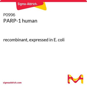 PARP-1 人 recombinant, expressed in E. coli