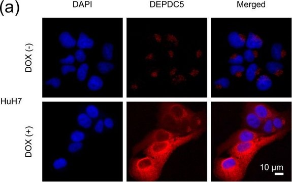 Anti-DEPDC5 antibody produced in rabbit Prestige Antibodies&#174; Powered by Atlas Antibodies, affinity isolated antibody, buffered aqueous glycerol solution