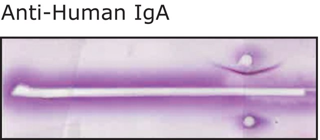 Anti-Human IgA (&#945;-chain specific) antibody produced in rabbit IgG fraction of antiserum, buffered aqueous solution