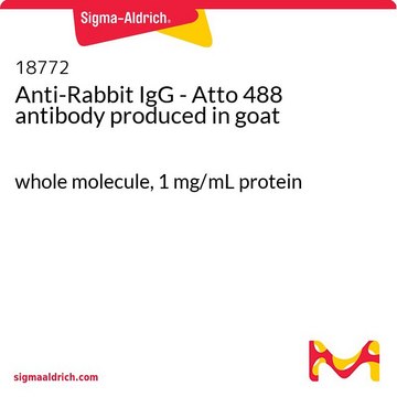 抗-兔 IgG - Atto 488 山羊抗 whole molecule, 1&#160;mg/mL protein