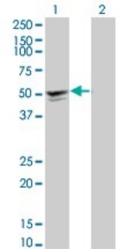 Monoclonal Anti-SGCA antibody produced in mouse clone 3C4, purified immunoglobulin, buffered aqueous solution