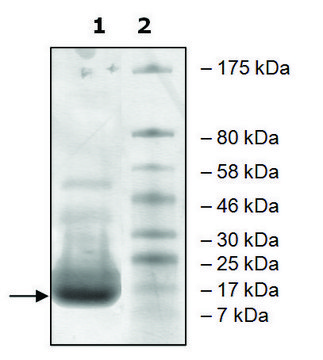 DPY30 human recombinant, expressed in E. coli, &#8805;85% (SDS-PAGE)