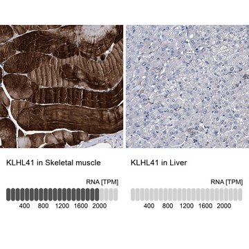 抗-KLHL41 兔抗 Prestige Antibodies&#174; Powered by Atlas Antibodies, affinity isolated antibody, buffered aqueous glycerol solution, Ab2