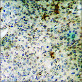 Anti-phospho-G3BP-1 (pSer232) antibody produced in rabbit affinity isolated antibody