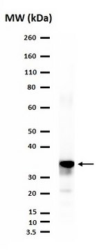 Anti-LMX-1 Antibody serum, from rabbit