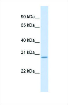 Anti-SCRT2 antibody produced in rabbit affinity isolated antibody