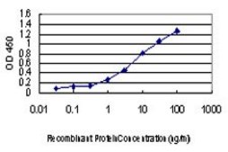 Monoclonal Anti-CDKL1 antibody produced in mouse clone 3G8, purified immunoglobulin, buffered aqueous solution