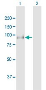 Anti-LRSAM1 antibody produced in mouse purified immunoglobulin, buffered aqueous solution