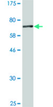 Monoclonal Anti-MRPS22 antibody produced in mouse clone 1E1, purified immunoglobulin, buffered aqueous solution