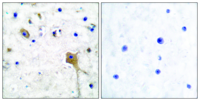 Anti-SH-PTP2 antibody produced in rabbit affinity isolated antibody