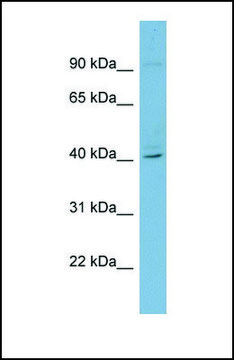 Anti-RFPL3 antibody produced in rabbit affinity isolated antibody