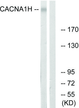 Anti-CACNA1H antibody produced in rabbit affinity isolated antibody