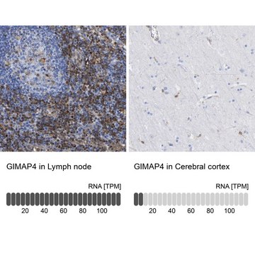 Anti-GIMAP4 antibody produced in rabbit Prestige Antibodies&#174; Powered by Atlas Antibodies, affinity isolated antibody, buffered aqueous glycerol solution, Ab2