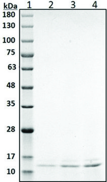 鸢尾素 人 recombinant, expressed in E. coli, &#8805;95% (SDS-PAGE)