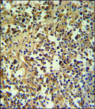 ANTI-GZMM (CENTER) antibody produced in rabbit IgG fraction of antiserum, buffered aqueous solution