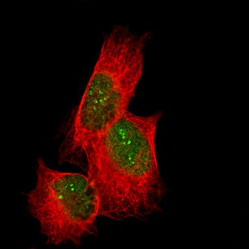 Monoclonal Anti-Cdk19 Antibody Produced In Mouse Prestige Antibodies&#174; Powered by Atlas Antibodies, clone CL14114, affinity isolated antibody, buffered aqueous glycerol solution