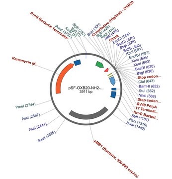 PSF-OXB20-NH2-OMPA - OMPA SECRETION PLASMID plasmid vector for molecular cloning