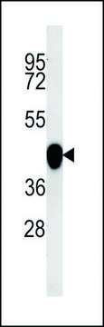 ANTI-PON2 (CENTER) antibody produced in rabbit IgG fraction of antiserum, buffered aqueous solution