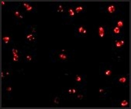 Anti-Integrin &#945;4 (ab3) antibody produced in rabbit affinity isolated antibody, buffered aqueous solution