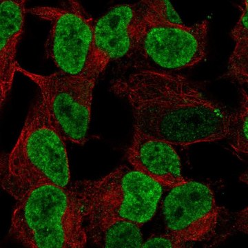 Anti-PHOX2B antibody produced in rabbit Prestige Antibodies&#174; Powered by Atlas Antibodies, affinity isolated antibody