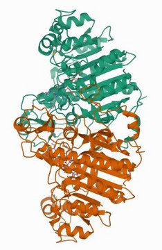 Carboxy-terminal FLAG-BAP&#8482; Fusion Protein