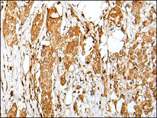 Anti-ZMAT2 affinity isolated antibody