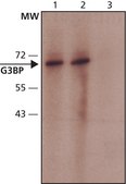 Anti-G3BP antibody produced in rabbit ~1.0 mg/mL, affinity isolated antibody, buffered aqueous solution