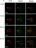 Anti-BRCA1 (Ab-1) Mouse mAb (MS110) liquid, clone MS110, Calbiochem®