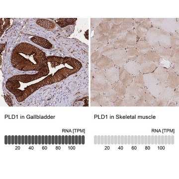 Anti-PLD1 antibody produced in rabbit Prestige Antibodies&#174; Powered by Atlas Antibodies, affinity isolated antibody, buffered aqueous glycerol solution