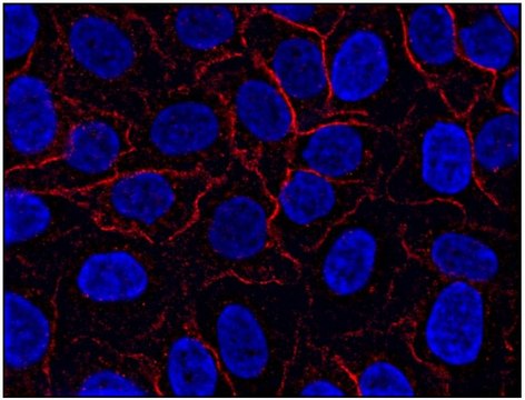 Monoclonal Anti-AHNAK1 antibody produced in mouse clone EM-09