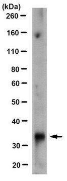 Anti-PIT-1 (POU1F1) Antibody, clone 8B6.1 clone 8B6.1, from mouse