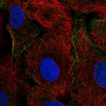 Anti-CRK antibody produced in rabbit Prestige Antibodies&#174; Powered by Atlas Antibodies, affinity isolated antibody