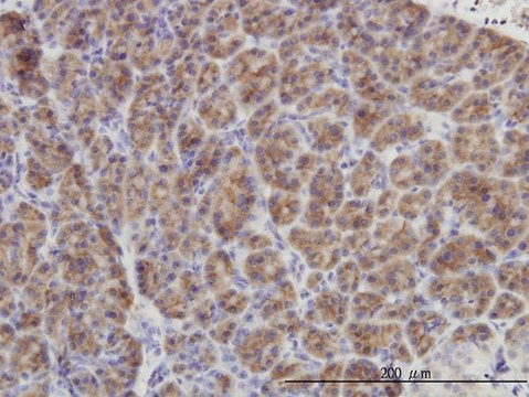 Monoclonal Anti-DUSP6 antibody produced in mouse clone 3G2, purified immunoglobulin, buffered aqueous solution