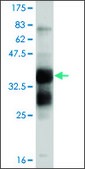 ANTI-FGFR1 antibody produced in mouse clone 2C1, purified immunoglobulin, buffered aqueous solution