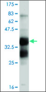 ANTI-FGFR1 antibody produced in mouse clone 2C1, purified immunoglobulin, buffered aqueous solution