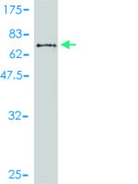 Monoclonal Anti-MAGEA9 antibody produced in mouse clone 1E3, purified immunoglobulin, buffered aqueous solution