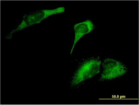 Monoclonal Anti-ARL8A antibody produced in mouse clone 3H4, purified immunoglobulin, buffered aqueous solution