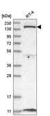 Anti-DGKD antibody produced in rabbit Prestige Antibodies® Powered by Atlas Antibodies, affinity isolated antibody