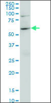 Monoclonal Anti-NFE2L2 antibody produced in mouse clone 1F3, purified immunoglobulin, buffered aqueous solution